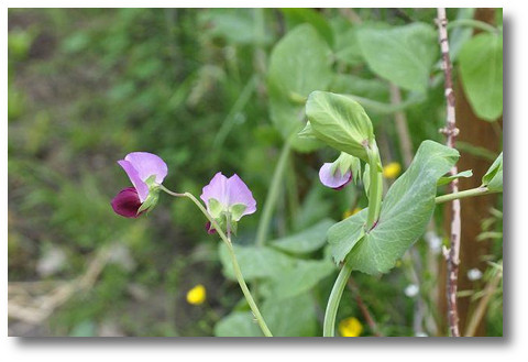 Erbsenblüte