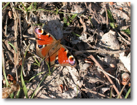 Schmetterling Hainburg/Donau (April 2005)