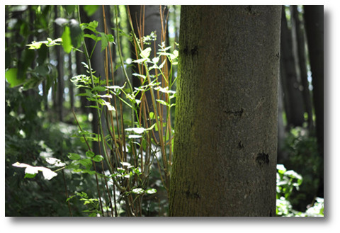 Waldlicht