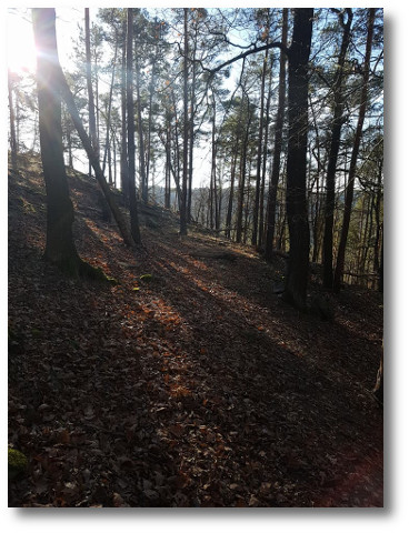 Blick auf Waldlichtung in der Wintersonne